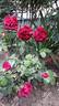 Odysseia rose photo