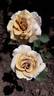 Eventail d'Or rose photo