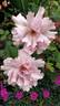 Couture Rose Tilia rose photo