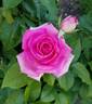 Crowd Pleaser ™ rose photo