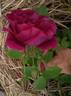 Louis Ricard rose photo