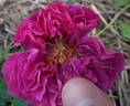Louis Ricard rose photo