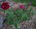 Louis Ricard rose photo