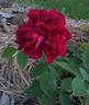 Louis Ricard rose photo