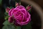 Duchess of Fife rose photo