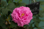 Duchess of Fife rose photo