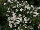<i>Rosa sancta</i> Richard, not Andrews rose photo