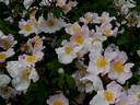 <i>Rosa sancta</i> Richard, not Andrews rose photo