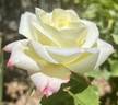 Summer Fashion rose photo