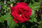 Cuthbert Grant rose photo