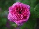 Andrea Gabrieli rose photo