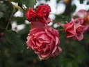 Veronica Ghislaine rose photo