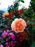 Châteaubriand rose photo
