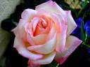 Laurent Voulzy rose photo