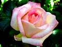 Laurent Voulzy rose photo