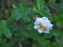 Banksiaeflora rose photo