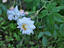 Banksiaeflora rose photo