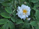 Banksiaeflora rose photo