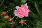 Isabella Skinner rose photo