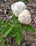 Louise Cretté rose photo