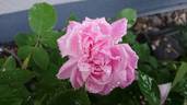 Cornet rose photo