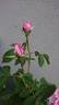 Cornet rose photo