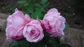 Clara Cochet rose photo