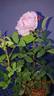 Clara Cochet rose photo