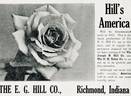 America rose photo