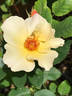 Dairy Maid rose photo