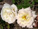 Louise Cretté rose photo