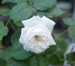 Louise d'Arzens rose photo