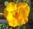 Sunglow rose photo