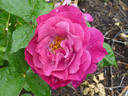 Best of Friends rose photo