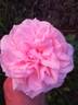 Amateur Eugène Biron rose photo