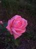 Bonsoir rose photo