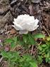 Louise Cretté rose photo