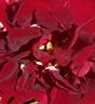 Louis Ricard rose photo