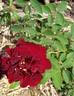 Louis Ricard rose photo