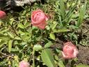 Margo Koster rose photo