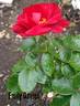 Emily Davies rose photo
