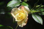 Campfire rose photo