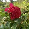 Command Performance peony photo