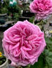 Capitaine Dyel de Graville rose photo