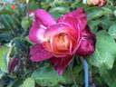 Rosette Delizy rose photo