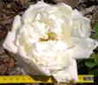 Louise Cretté rose photo