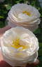 El Ariana rose photo