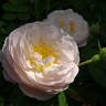 El Ariana rose photo