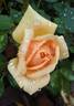 Apricot Twist ™ rose photo
