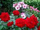 Glad Tidings rose photo